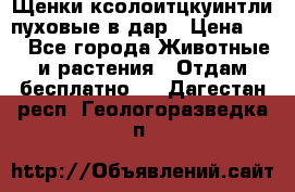 Щенки ксолоитцкуинтли пуховые в дар › Цена ­ 1 - Все города Животные и растения » Отдам бесплатно   . Дагестан респ.,Геологоразведка п.